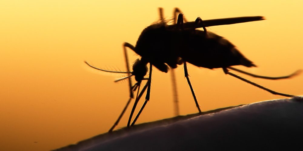 Resultado de imagem para SaÃºde registra 19,8 mil casos de dengue no DF em 2019