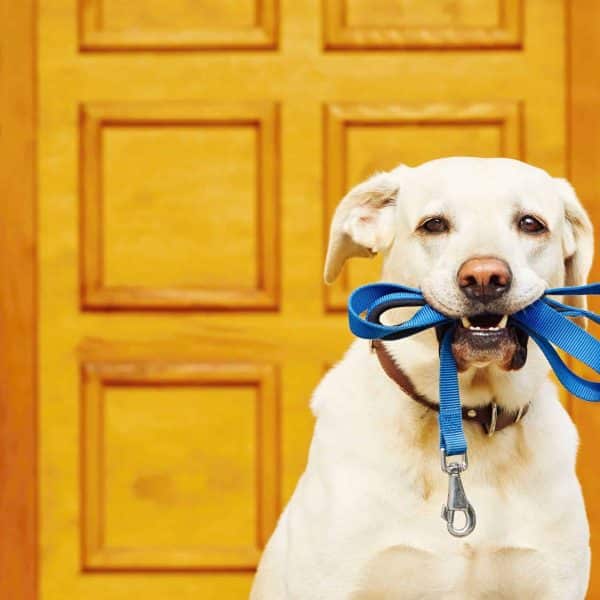 Pet na guia! É opção ou obrigatoriedade?