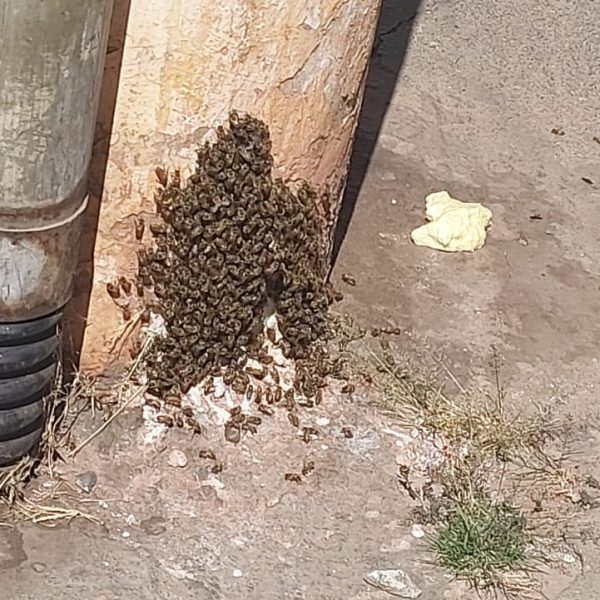 Enxame de abelhas na Quadra 101 em Águas Claras