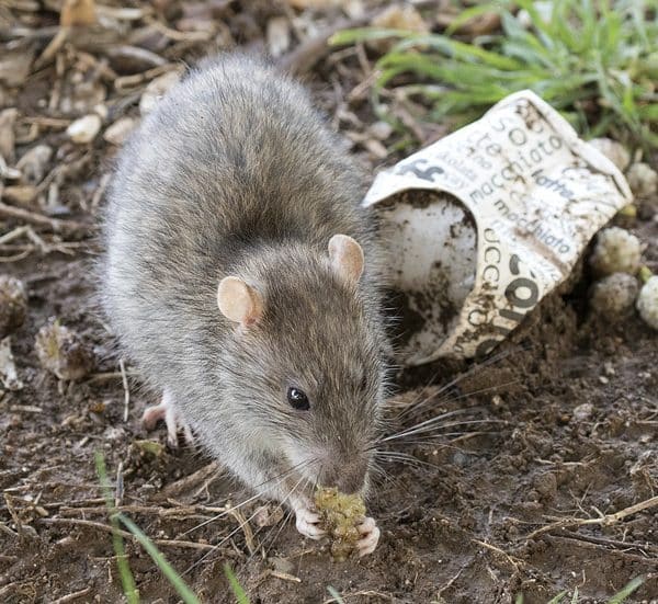 Ratos em Águas Claras: um problema histórico da cidade