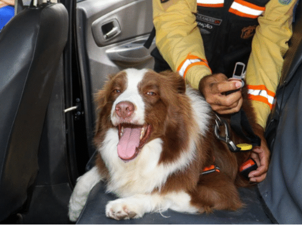 Segurança no transporte de pets será destaque em ação educativa neste sábado