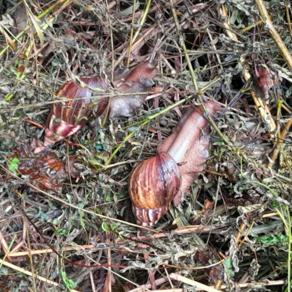 Infestação de caramujos em lote abandonado preocupa moradores em Águas Claras