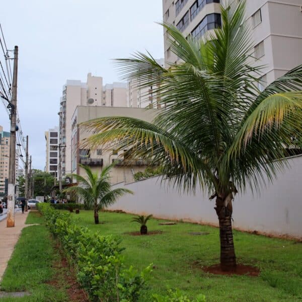 Adote uma Praça impulsiona conservação de áreas públicas em Águas Claras
