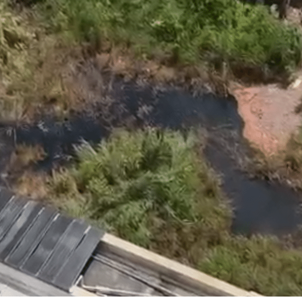 Água suja, mau cheiro e pragas: terreno abandonado vira problema de saúde em Águas Claras